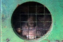 Pelepasliaran Lutung Jawa