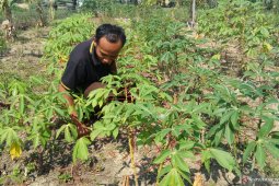Stok menipis akibat kemarau, harga singkong di Mesuji meningkat