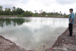 Mahalnya bibit dan pakan jadi kendala budidaya ikan Patin di Penajam