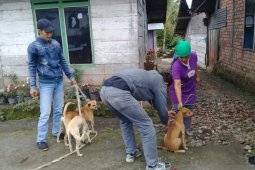Puskeswan Curup hentikan vaksinasi massal HPR