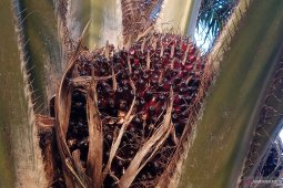 Harga kelapa sawit naik di Mesuji Lampung