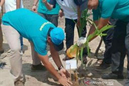 PLN Babel lakukan penghijauan di Kampoeng Rasau