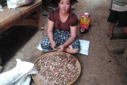 Petani Badui didorong terus kembangkan tanaman kencur