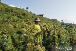 Realisasi penanaman kedelai Cianjur sudah 2.345 ha