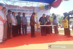 Pemprov Babel targetkan swasambeda daging