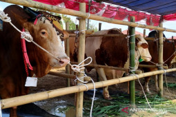 Dinas Pertanian Babel konteskan sapi hasil IB