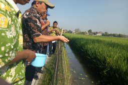 KKP tingkatkan produksi budidaya dengan salurkan benih-pakan ikan