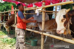 Kementan kawin suntik 3,03 juta sapi