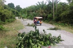 Karena tak kunjung diaspal, warga Aceh Barat tanam pohon di badan jalan
