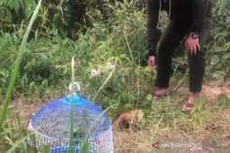 A slow loris released to Paringin city forest