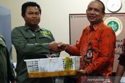 BKSDA Babel lepasliarkan 1.020 ekor burung colibri