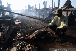 163 ekor kambing di Kudus mati terpanggang api