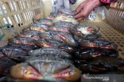 Budidaya kepiting lunak