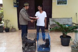 Warga Sirapit Langkat serahkan dua ekor hewan liar Elang Brontok