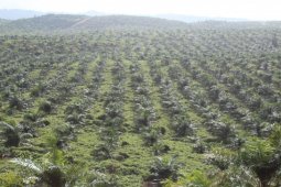 Komisi AKRS verifikasi RSUD Pulau Obi