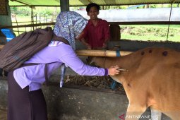 Rejang Lebong terima 500 dosis vaksin jembrana
