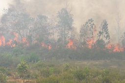 Api sulit dipadamkan, ratusan hektar lahan di Penjernang terbakar