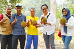 Durian Kunyit pemenang pertama kontes diobservasi