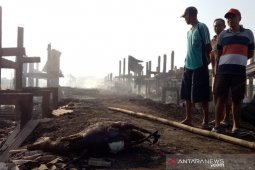 163 ekor kambing mati terpanggang