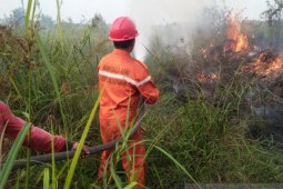 Sekitar 488 hektare lahan di Tanjabtim Provinsi Jambi terbakar