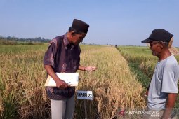 Musim kemarau berkah bagi petani yang miliki lahan rawa lebak