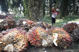Harga TBS naik, petani Abdya mulai rawat kebun sawit