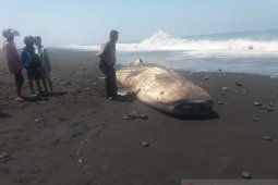 Seekor hiu paus terdampar di Pantai Bambang Lumajang