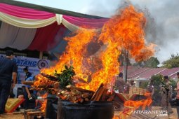 BKP Pangkalpinang musnahkan 208 batang bibit jeruk Kalimantan
