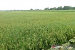 Luas sawah di Aceh Barat berkurang 2.908 Ha akibat alih  fungsi
