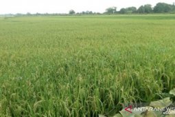 Penajam pasok cadangan pangan bagi ibu kota baru