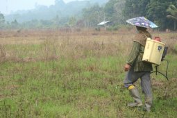 Petani Kaltara bantah bakar lahan, mereka semprotkan racun rumput