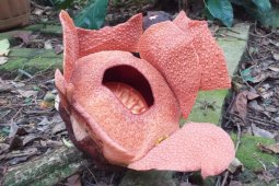 LIPI : kerusakan habitat ancaman terbesar Rafflesia patma