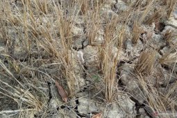 Ratusan hektare sawah di Tulangbawang Barat  kekeringan