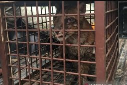 Warga Aceh Selatan temukan seekor kucing emas