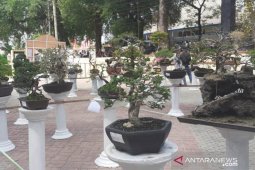 Pemeran bonsai turut meriahkan HUT Pangkalpinang ke-262