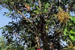 Dikira boneka setelah didekati ternyata orang gantung diri