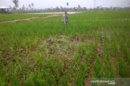 Puluhan hektare lahan pertanian di Rejang Lebong terdampak kekeringan