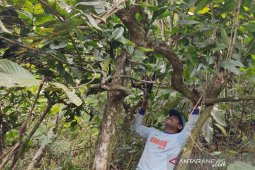 Warga Rejang Lebong kembangkan kopi peninggalan Belanda