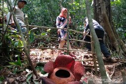 Habitat Rafflesia di Taba Penanjung dipadati pengunjung, didominasi tamu GTTG