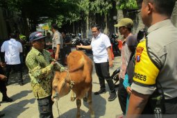 Polisi amankan pencuri sapi