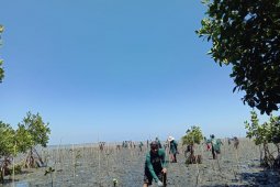 PT Mars  tanam 1.000 bibit mangrove di Pangkep