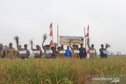 Mempawah siap lahirkan kemasan beras lokal