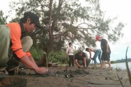 Mukomuko tanam 2.000 mangrove di pantai kritis