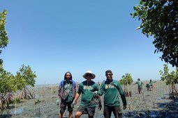 92.400 bibit mangrove siap ditanam di Kabupaten Pangkep