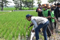 Bupati Madiun bersama petani "geropyokan" basmi tikus