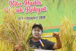 Panen padi di Nagara, Paman Birin imbau jangan bakar lahan