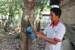 S Kalimantan rubber export to China affected by coronavirus: Gapkindo