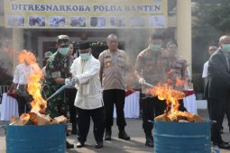 Polda Banten musnahkan 82 Kilogram ganja