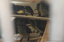 BKP Pangkalpinang gagalkan penyeludupan ratusan burung colibri
