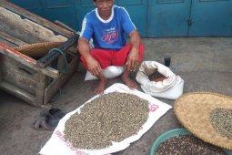 Kemarau, permintaan kopi asal Lebak cenderung meningkat